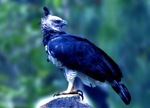 Blue eagle as representative of the enlightened, yogic 'blue person'